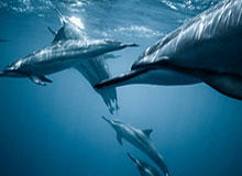 闯过“魔鬼赛程” 辽篮豪取三连胜